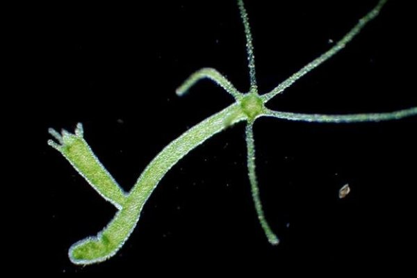 Kraken купить клад