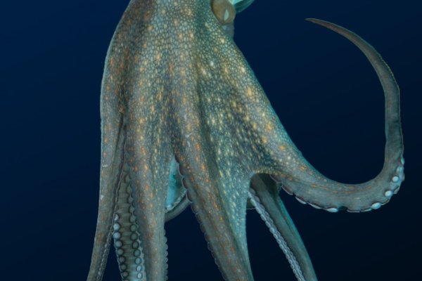 Tor kraken маркет
